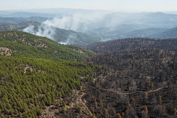 From Wildfire Salvage To Clean Energy